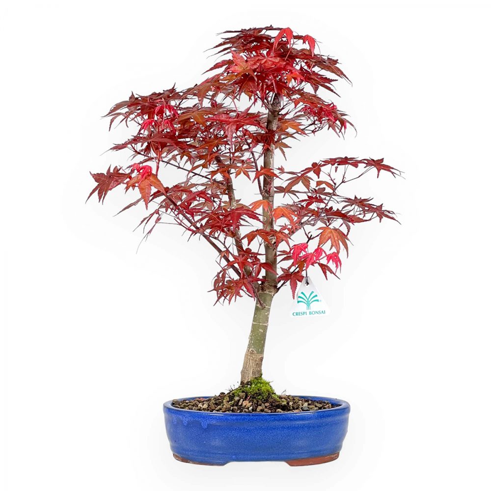 Aranjament Bonsai Zen cu Artar Japonez Rosu Deshojo, bonsai mini copac cu frunzis rosu, cadou perfect