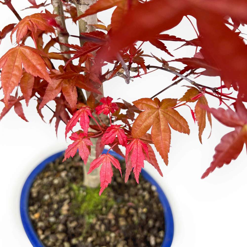 Aranjament Bonsai Zen cu Artar Japonez Rosu Deshojo, bonsai mini copac cu frunzis rosu, cadou perfect