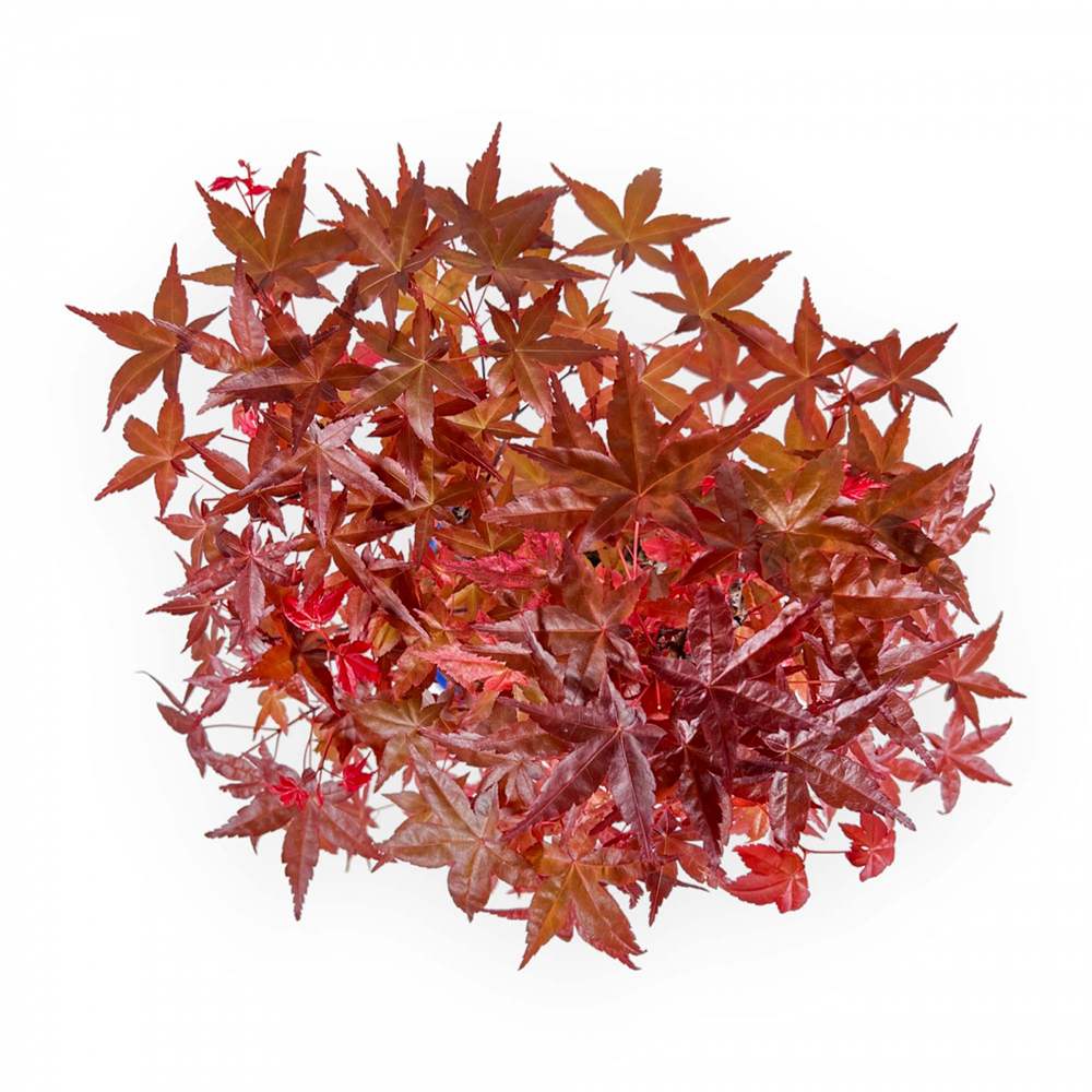 Aranjament Bonsai Zen cu Artar Japonez Rosu Deshojo, bonsai mini copac cu frunzis rosu, cadou perfect