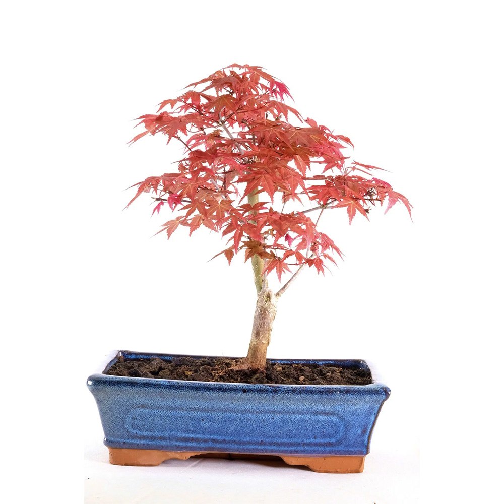 Aranjament Bonsai Zen cu Artar Japonez Rosu Deshojo, bonsai mini copac cu frunzis rosu, cadou perfect