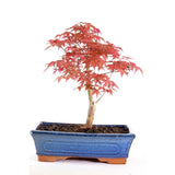 Aranjament Bonsai Zen cu Artar Japonez Rosu Deshojo, bonsai mini copac cu frunzis rosu, cadou perfect