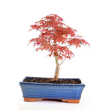 Aranjament Bonsai Zen cu Artar Japonez, 30 cm, bonsai mini copac , cadou perfect