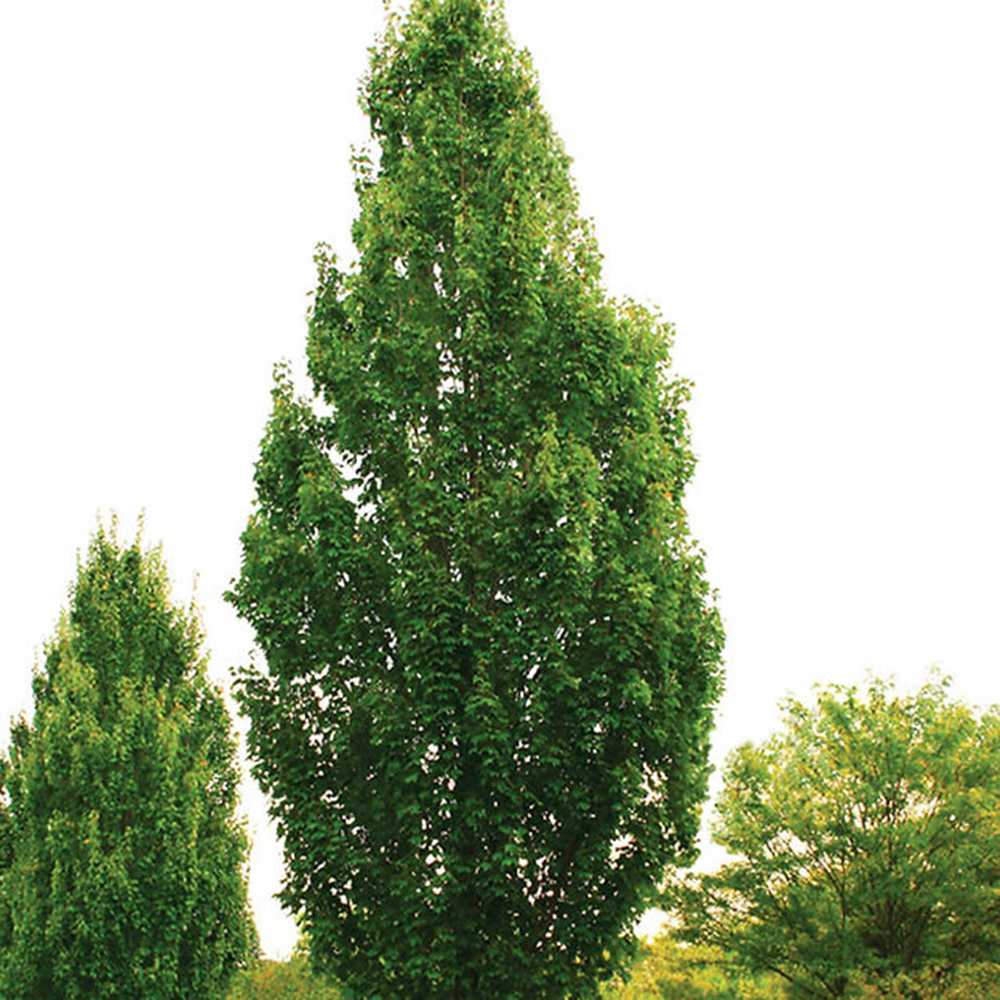 Artar Rosu Freemanii Armstrong, arbore ornamental cu frunzis rosu de toamna, crestere rapida, coroana columnara