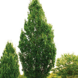 Artar Rosu Freemanii Armstrong, arbore ornamental cu frunzis rosu de toamna, crestere rapida, coroana columnara