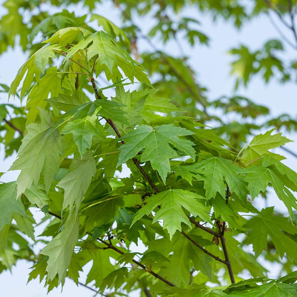 Artar Rosu Freemanii Armstrong, arbore ornamental cu frunzis rosu de toamna, crestere rapida, coroana columnara