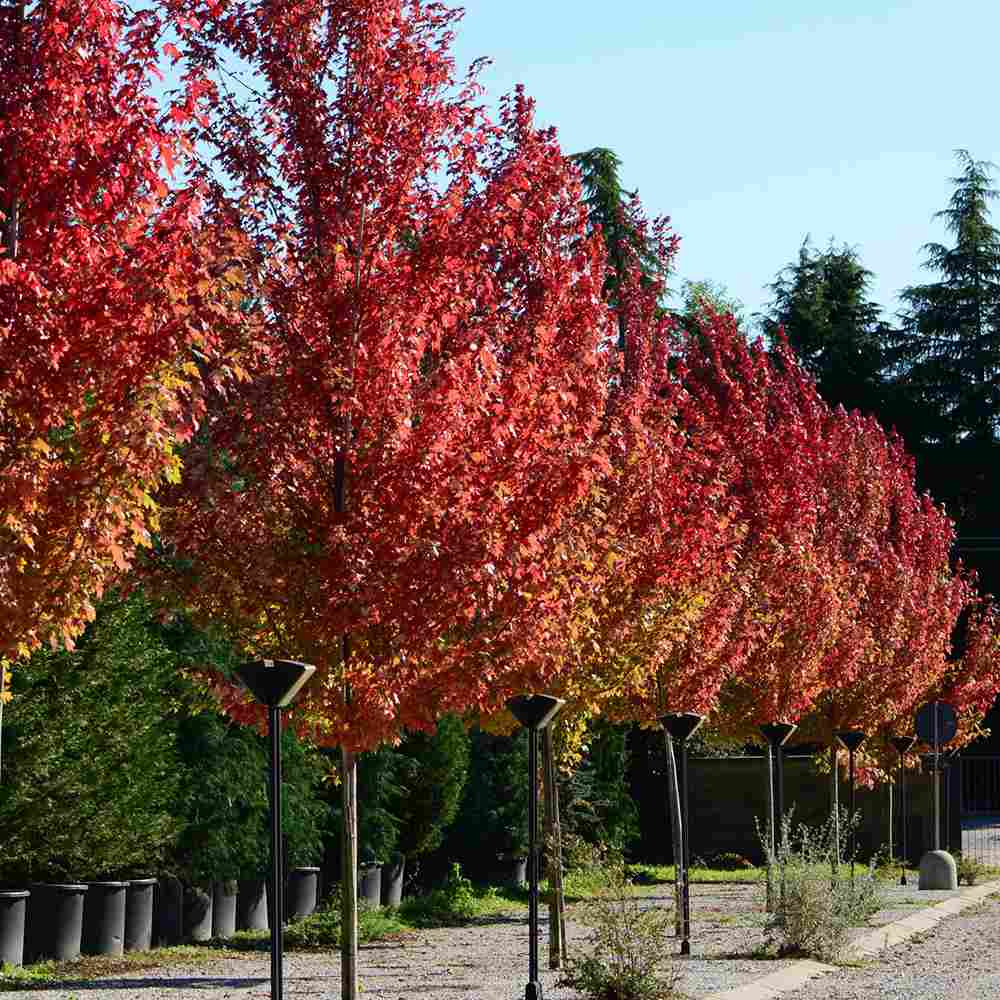 Artar Rosu Freemanii Armstrong, arbore ornamental cu frunzis rosu de toamna, crestere rapida, coroana columnara