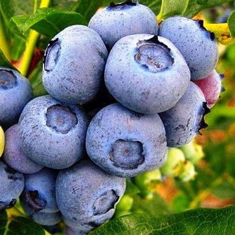 Afin Duke (Vaccinium corymbosum), afin american productiv, fructe mari, coacere timpurie, an 6 pe rod - 150 cm