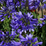 Crin African (Agapanthus) Ever Sapphire,flori albastre, Inflorire repetata, planta perena