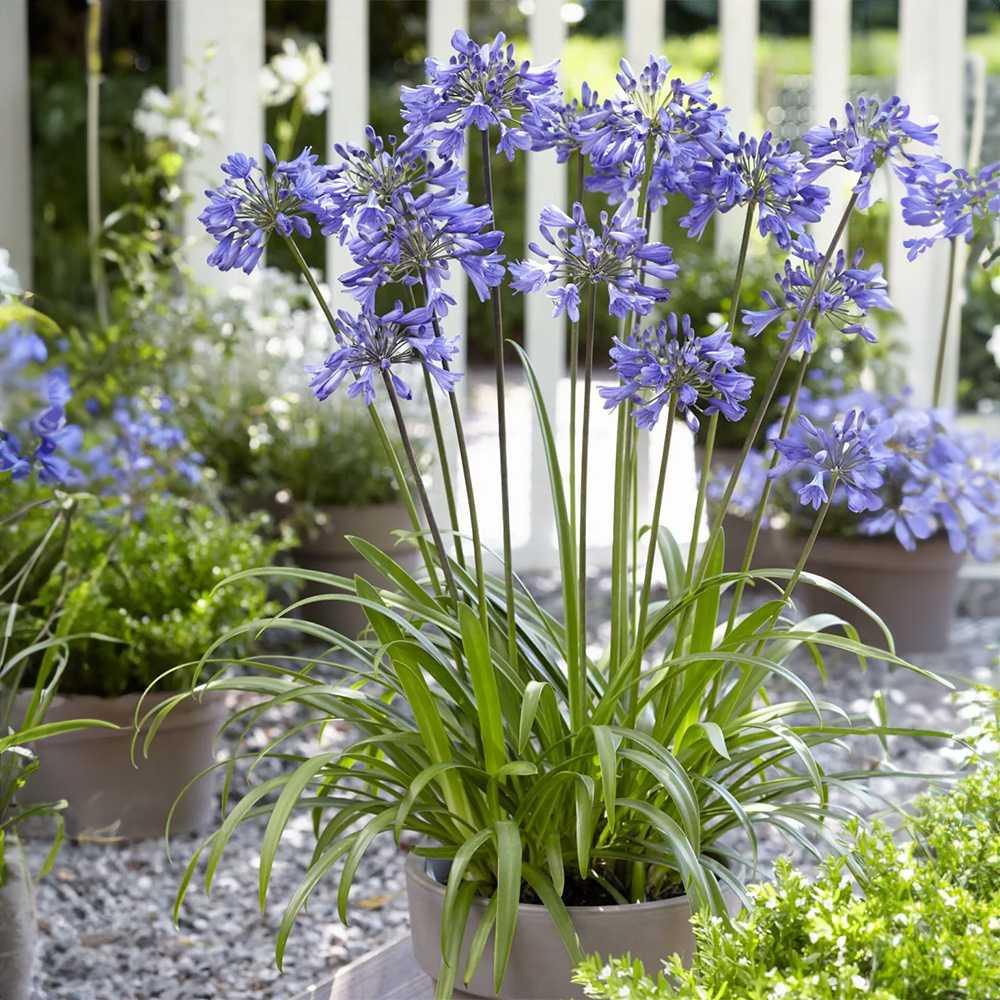 Crin African (Agapanthus) Ever Sapphire,flori albastre, Inflorire repetata, planta perena