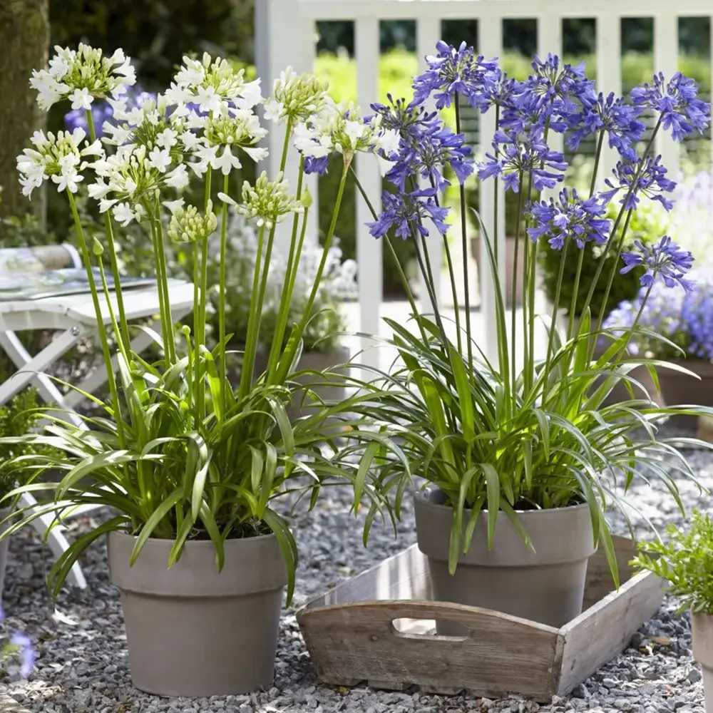 Crin African (Agapanthus) Ever Sapphire,flori albastre, Inflorire repetata, planta perena