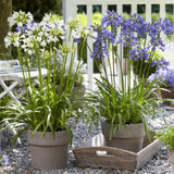 Crin African (Agapanthus) Ever Sapphire,flori albastre, Inflorire repetata, planta perena