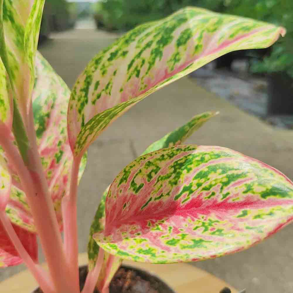 Black Friday - Reduceri Aglaonema Cocomelon - 45 cm, frunze cu nuante de verde-somon Promotie