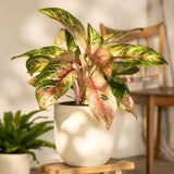 Black Friday - Reduceri Aglaonema Cocomelon - 45 cm, frunze cu nuante de verde-somon Promotie