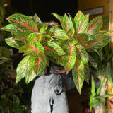 Black Friday - Reduceri Aglaonema Cocomelon - 45 cm, frunze cu nuante de verde-somon Promotie