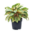 Black Friday - Reduceri Aglaonema Cocomelon - 45 cm, frunze cu nuante de verde-somon Promotie