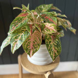 Black Friday - Reduceri Aglaonema Cocomelon - 45 cm, frunze cu nuante de verde-somon Promotie