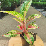 Black Friday - Reduceri Aglaonema Cocomelon - 45 cm, frunze cu nuante de verde-somon Promotie