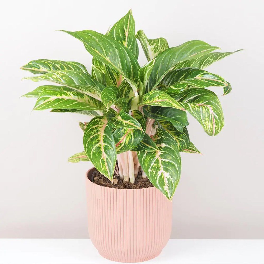 Black Friday - Reduceri Aglaonema Cocomelon - 45 cm, frunze cu nuante de verde-somon Promotie