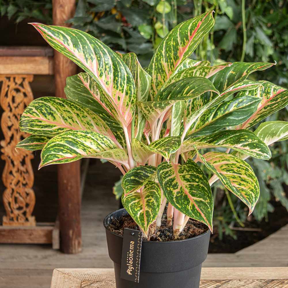 Aglaonema Cocomelon - 45 cm - VERDENA - 45 cm inaltime livrat in ghiveci de 1.2 L