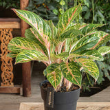 Black Friday - Reduceri Aglaonema Cocomelon - 45 cm, frunze cu nuante de verde-somon Promotie