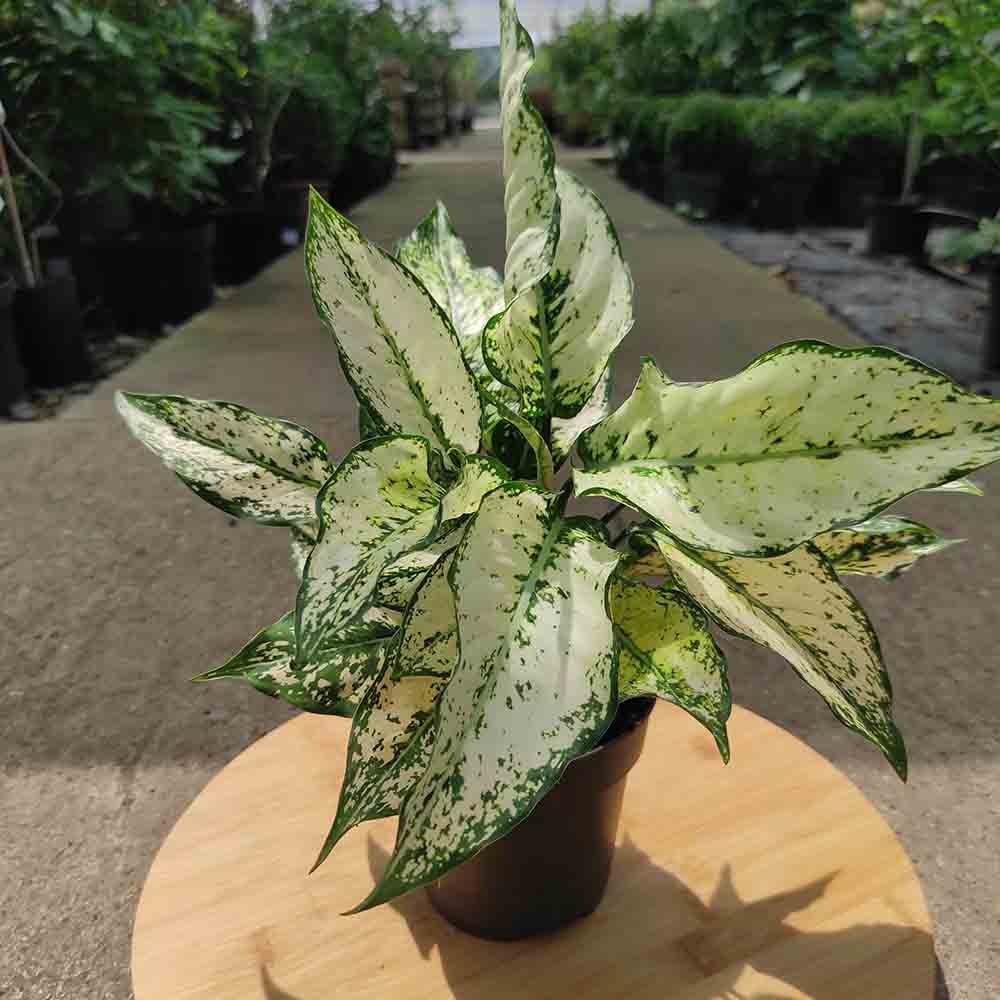 Aglaonema Kiwi - 35 cm - VERDENA - 35 cm inaltime, ghiveci de 1.2 l