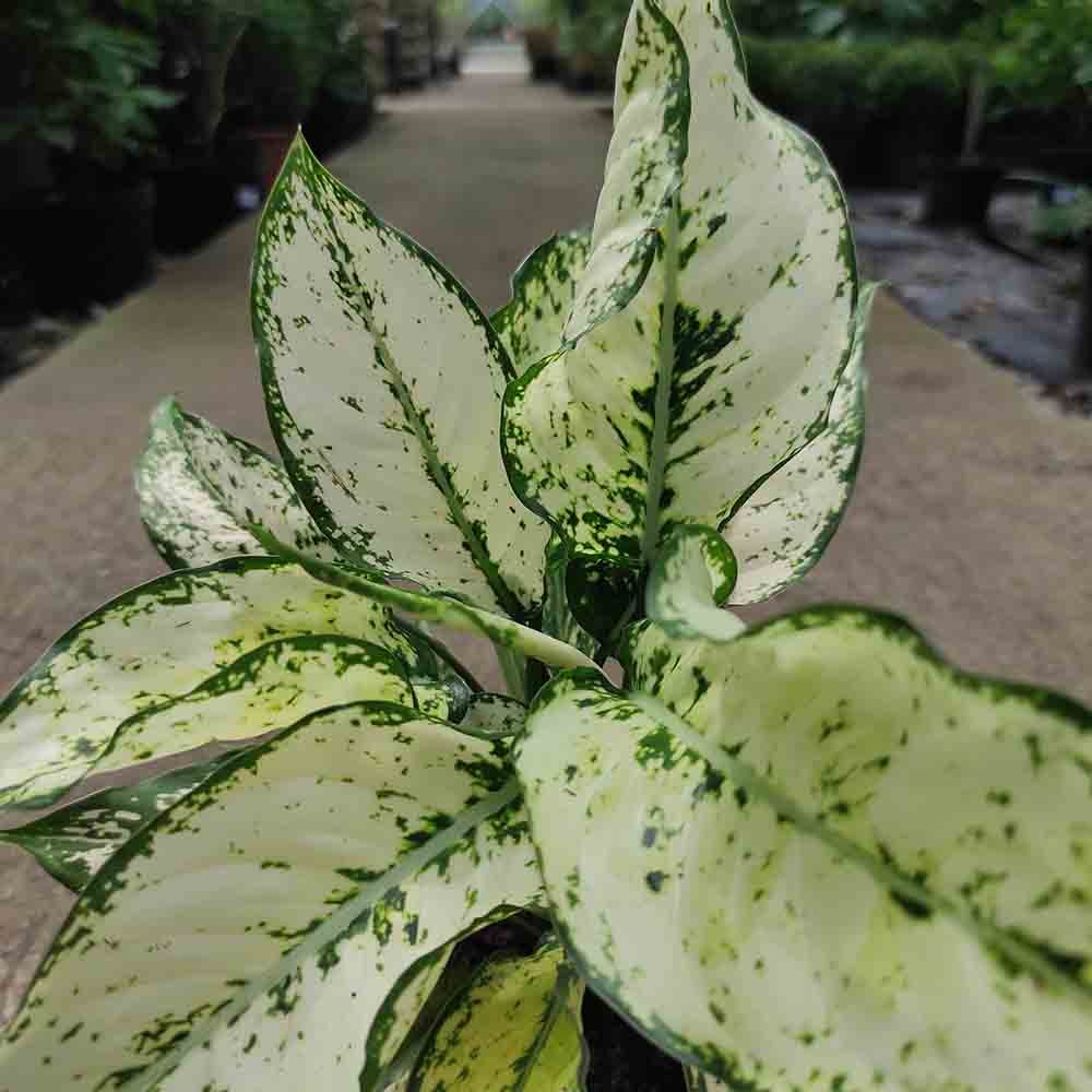 Aglaonema Kiwi - 35 cm - VERDENA - 35 cm inaltime, ghiveci de 1.2 l