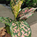 Aglaonema Pink Leopard - 30 cm - VERDENA - 30 cm inaltime, ghiveci de 1.2 l