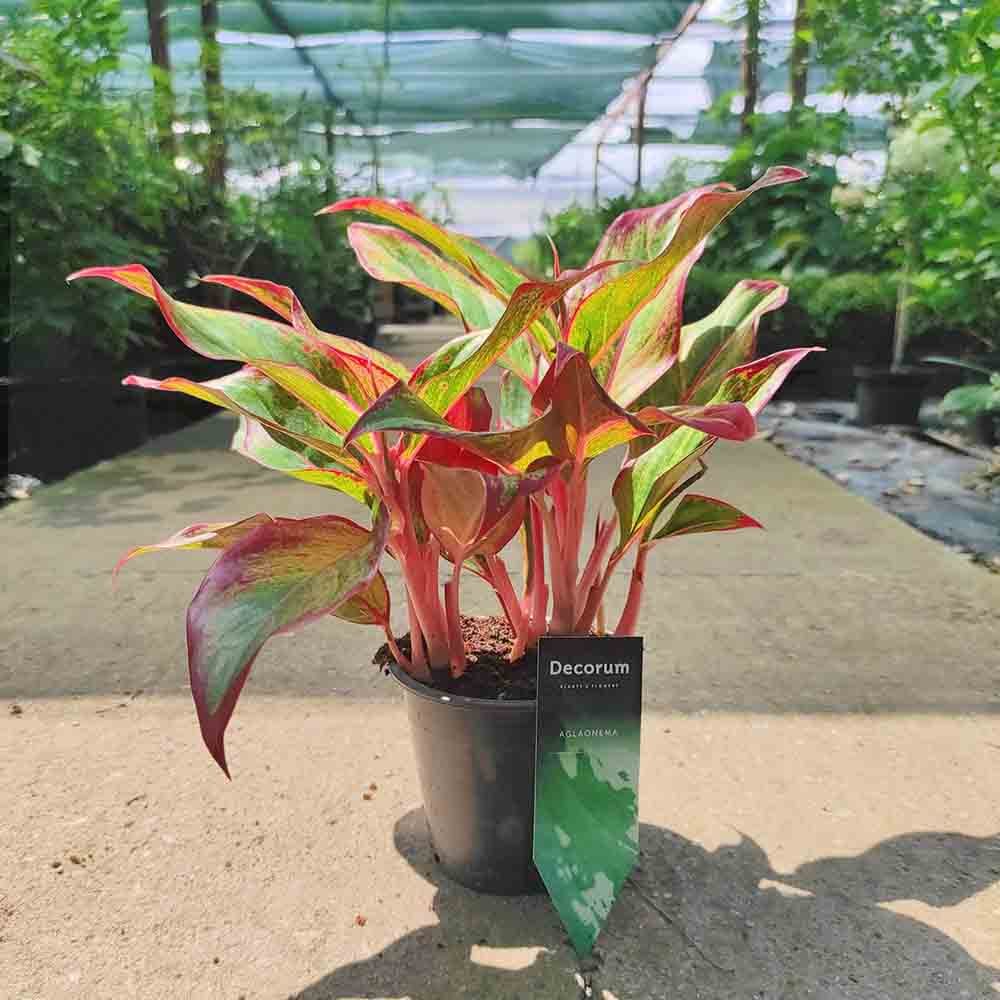 Black Friday - Reduceri Aglaonema Red Fire - 30 cm, cu frunze rosii-verzi Promotie