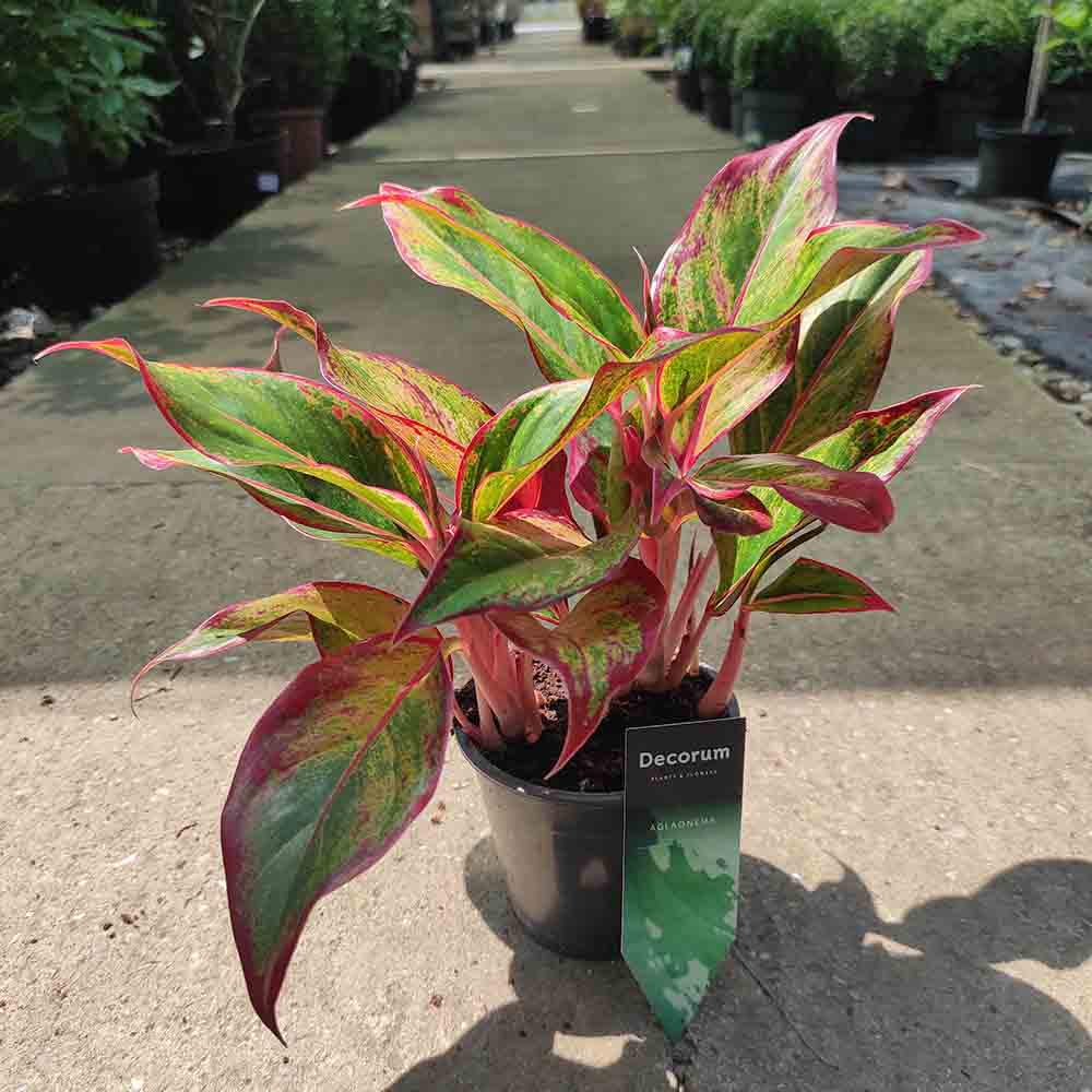 Aglaonema Red Fire - 30 cm - VERDENA - 30 cm inaltime, ghiveci de 1.2 l