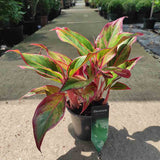 Black Friday - Reduceri Aglaonema Red Fire - 30 cm, cu frunze rosii-verzi Promotie