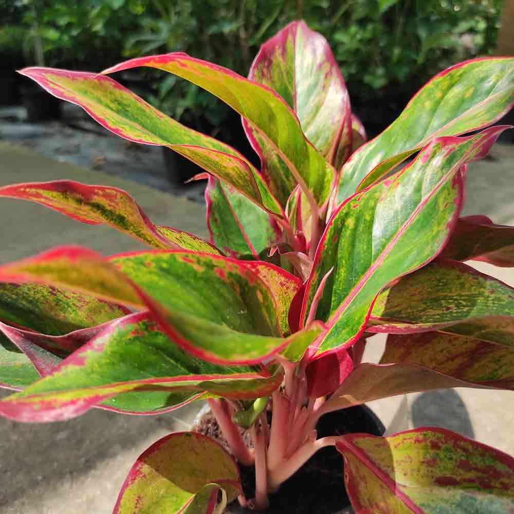 Black Friday - Reduceri Aglaonema Red Fire - 30 cm, cu frunze rosii-verzi Promotie