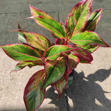 Black Friday - Reduceri Aglaonema Red Fire - 30 cm, cu frunze rosii-verzi Promotie