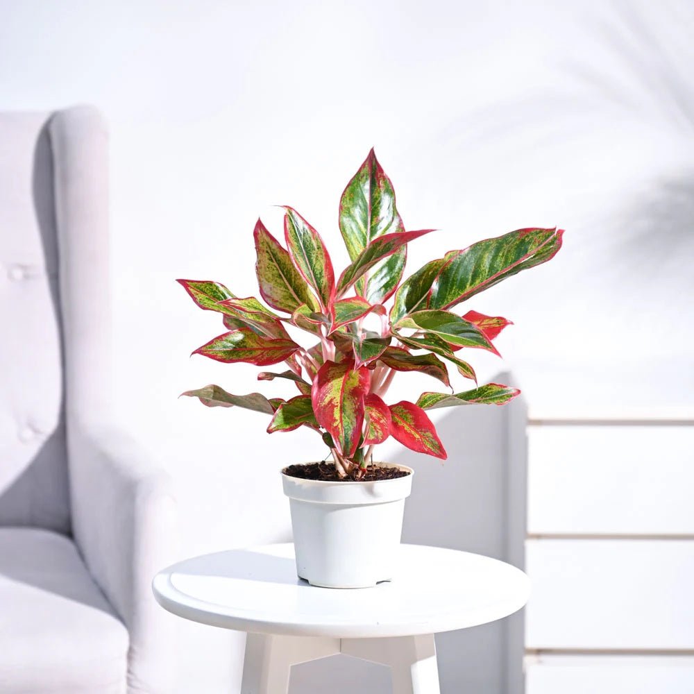 Black Friday - Reduceri Aglaonema Red Fire - 30 cm, cu frunze rosii-verzi Promotie