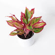 Aglaonema Red Fire - 30 cm - VERDENA - 30 cm inaltime, ghiveci de 1.2 l