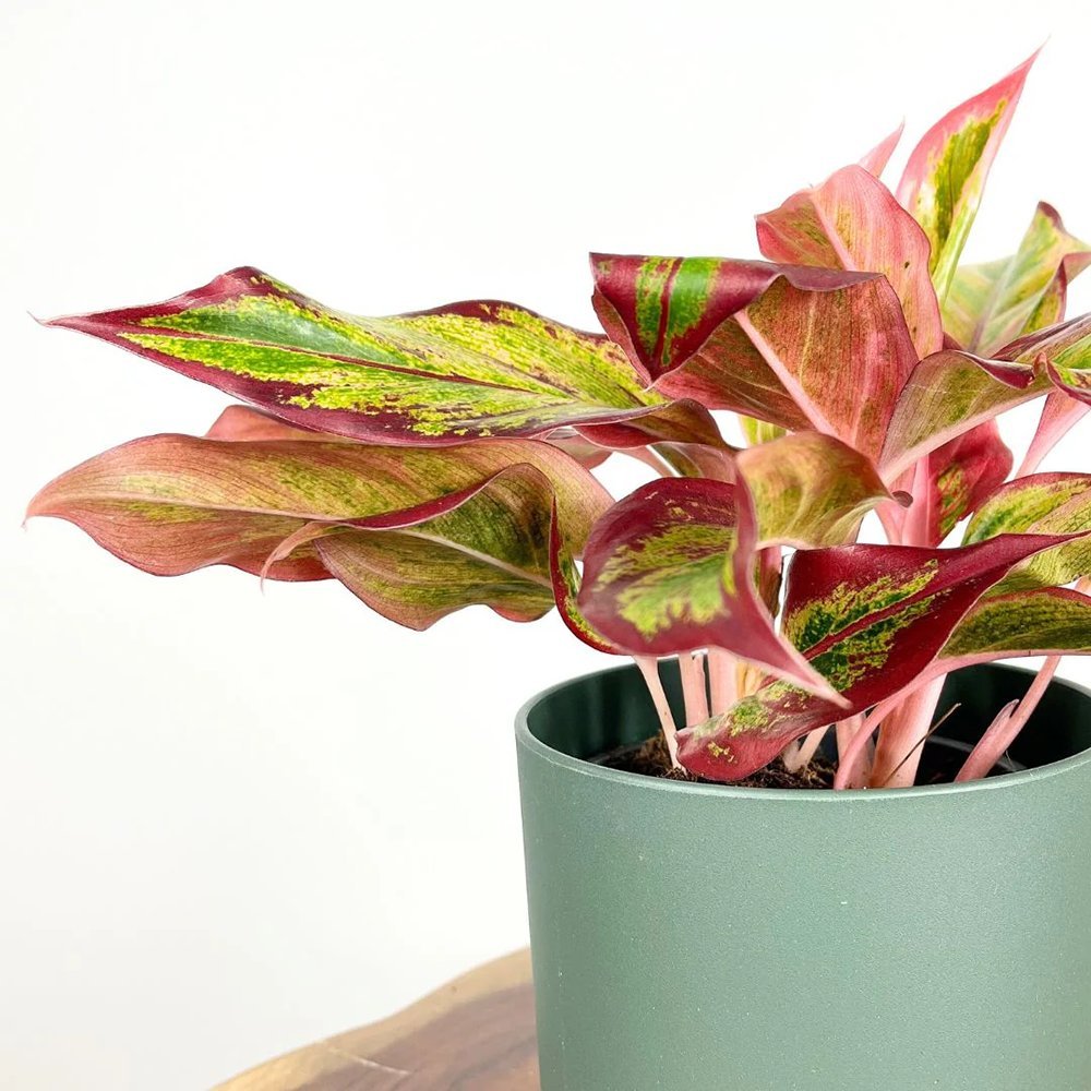 Black Friday - Reduceri Aglaonema Red Fire - 30 cm, cu frunze rosii-verzi Promotie