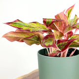 Black Friday - Reduceri Aglaonema Red Fire - 30 cm, cu frunze rosii-verzi Promotie