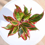 Black Friday - Reduceri Aglaonema Red Fire - 30 cm, cu frunze rosii-verzi Promotie