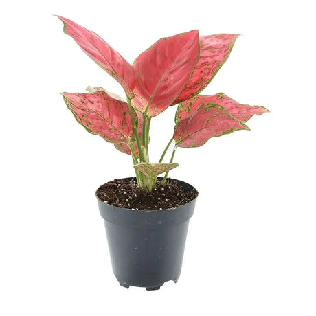 Aglaonema Red Joy - 30 cm, cu frunze rosii si marginii verzi