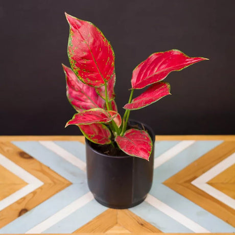 Aglaonema Red Joy - 30 cm, cu frunze rosii si marginii verzi