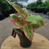 Aglaonema Salmon Fantasy - 30 cm - VERDENA - 30 cm inaltime, ghiveci de 1.2 l