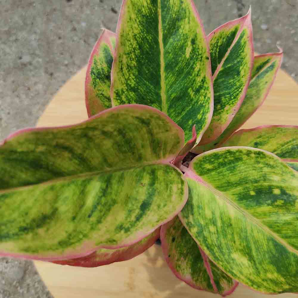 Aglaonema Salmon Fantasy - 30 cm - VERDENA - 30 cm inaltime, ghiveci de 1.2 l