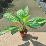 Aglaonema Stripes - 40 cm - VERDENA - 40 - 50 cm inaltime, ghiveci de 1.2 l