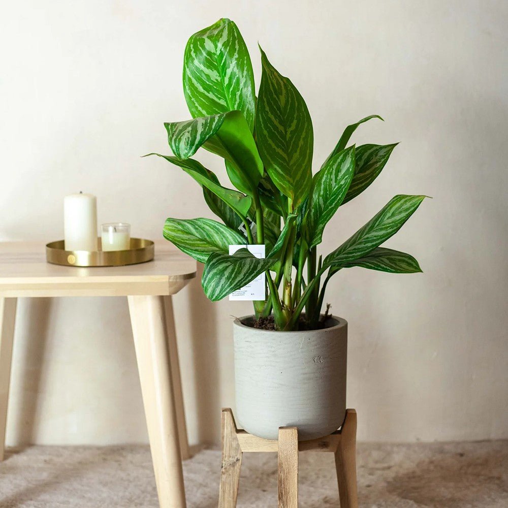 Aglaonema Stripes - 50 cm | VERDENA