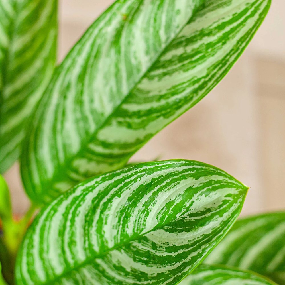 Aglaonema Stripes - 50 cm | VERDENA
