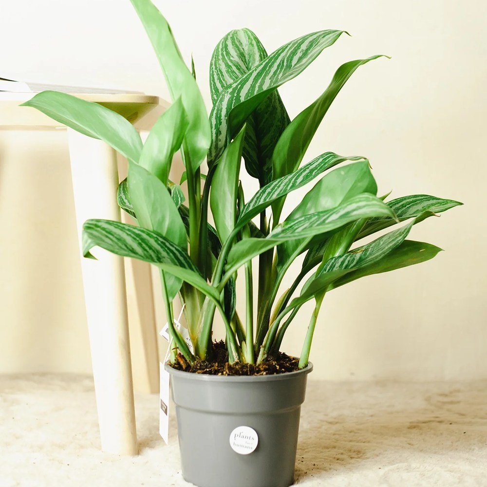 'Stripes' Aglaonema curtisii×Manila✴︎ stripes ✴︎Aglaonema (27cm Edinburgh urban. grow | pot) その他観葉植物