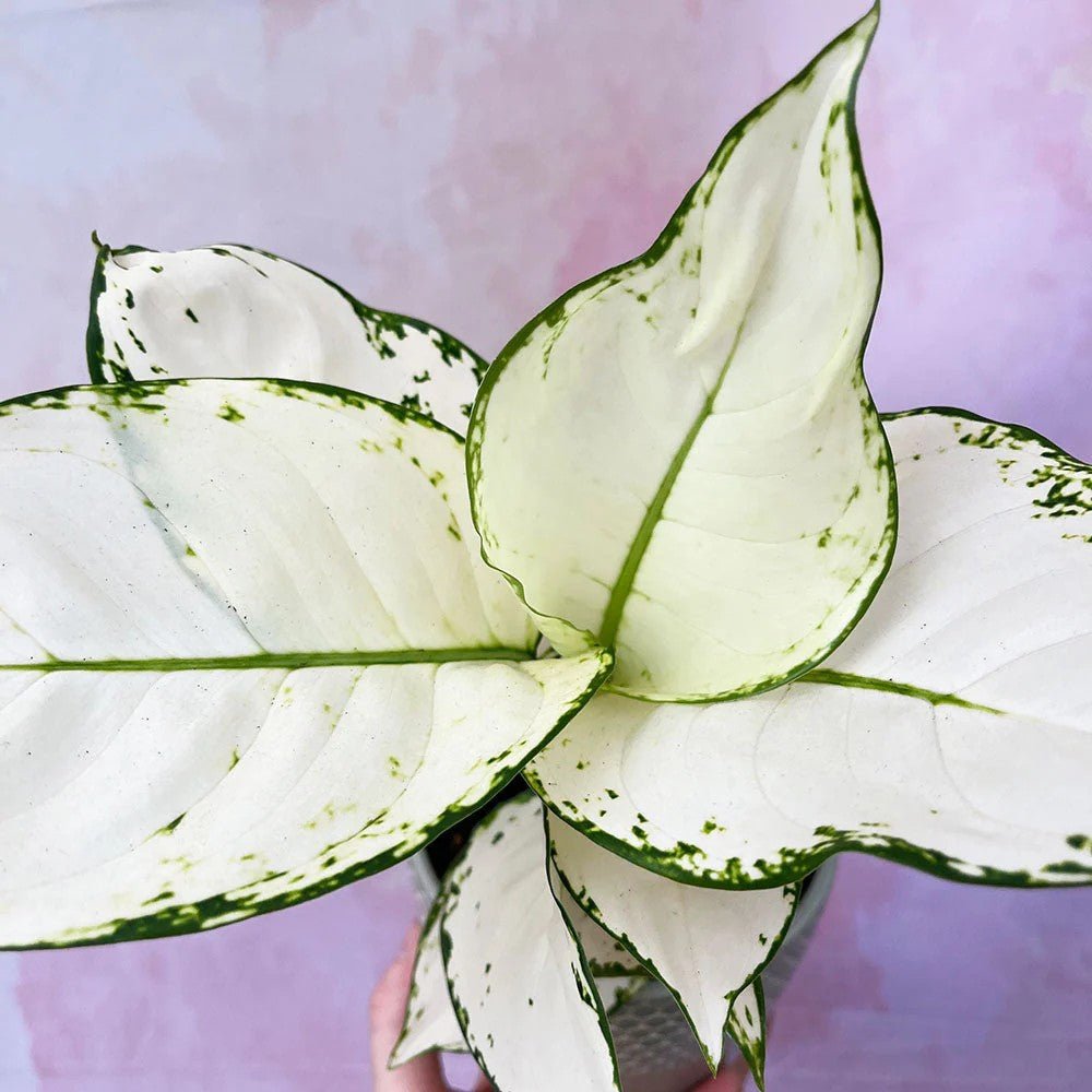 Aglaonema White Joy - 35 cm - VERDENA - 30 cm inaltime, ghiveci de 1.2 l