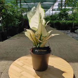 Aglaonema White Joy - 35 cm - VERDENA - 30 cm inaltime, ghiveci de 1.2 l