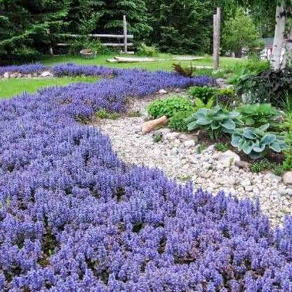 Vinetica Chocolate Chips (Ajuga reptans), planta decorativa vesnic verde cu frunzis intunecat si flori albastre