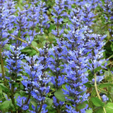 Vinetica Chocolate Chips (Ajuga reptans), planta decorativa vesnic verde cu frunzis intunecat si flori albastre