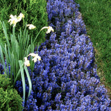 Vinetica Chocolate Chips (Ajuga reptans), planta decorativa vesnic verde cu frunzis intunecat si flori albastre